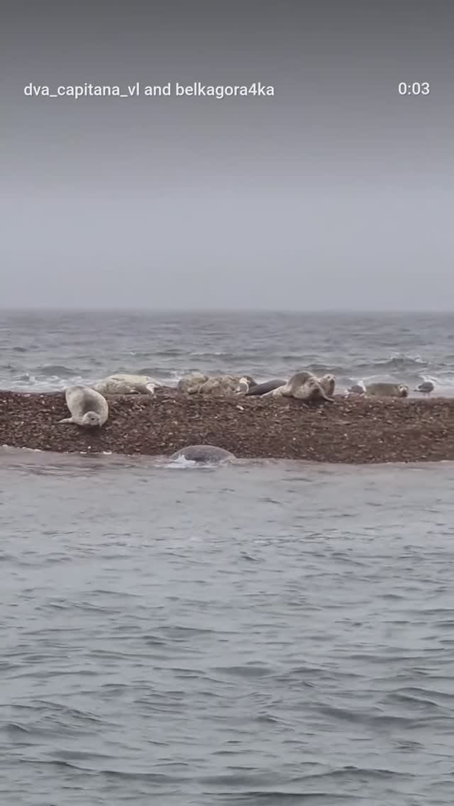 Прогулки к морским котикам во Владивостоке +7(914)737-40-96