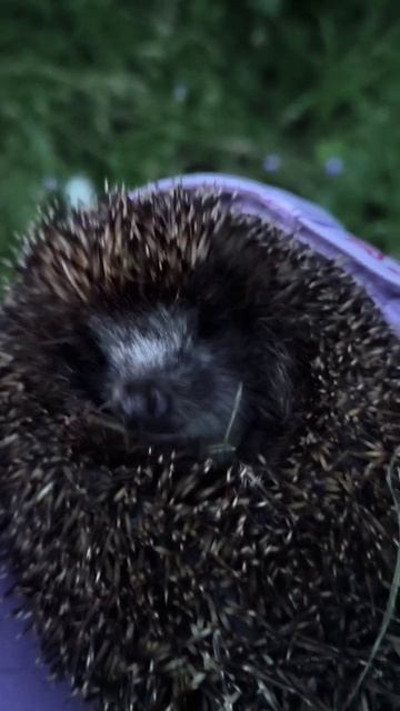 A2a2799b04e9517a8a3798a9b863a50c