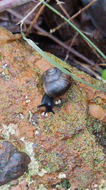 Чёрная улитка