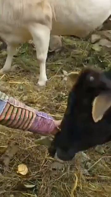 Лола целитель/Сеансы онлайн/Регрессолог/Обучение