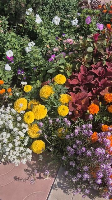 Мой палисадник июль 2025