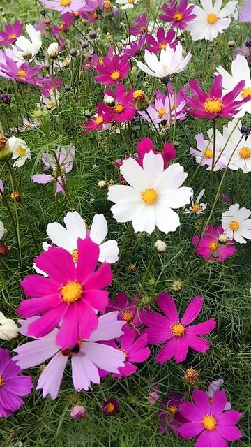 A1a8551495d06093e5a25f99cc7040d6