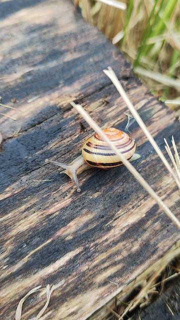 Белая улитка