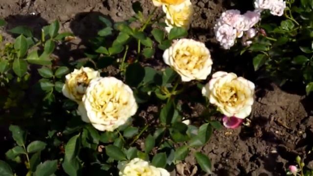 Лена вырастила розы, 2010 г, 