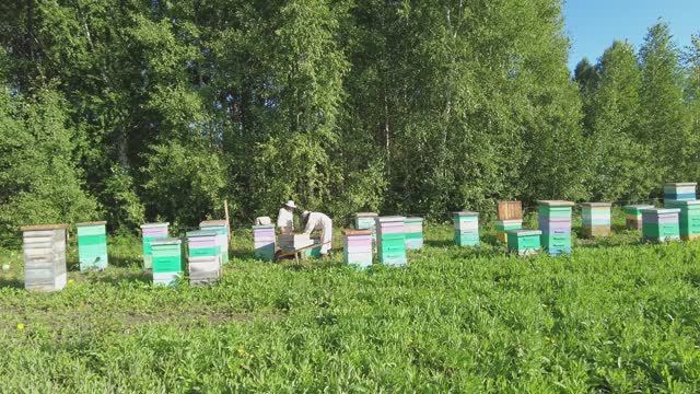 Идём на рекорд, медосбор продолжается, васильковые поля с дрона,  Пасека Старчевских, Сибирь