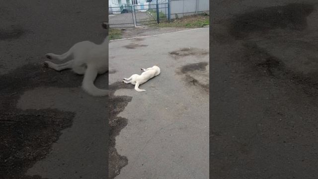 VID_20250730_131707.mp4