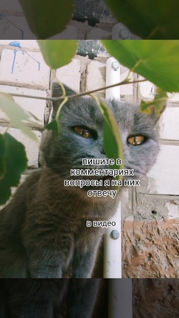 напишите в комментариях вопрос я на них отвечу в следующем видео