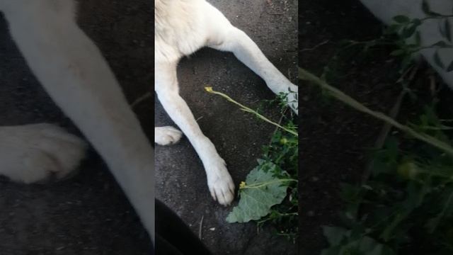 VID_20250730_181431.mp4