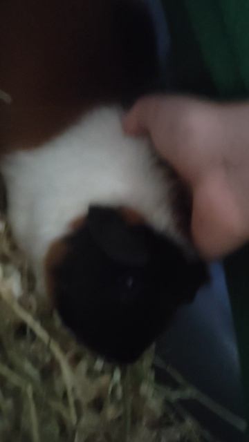 🐭🐭🐭моë второе любимое животное !🐭🐭🐭