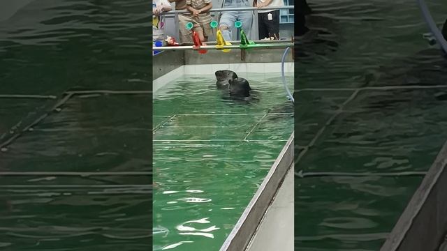 суббота.   нерпинарий. Иркутск