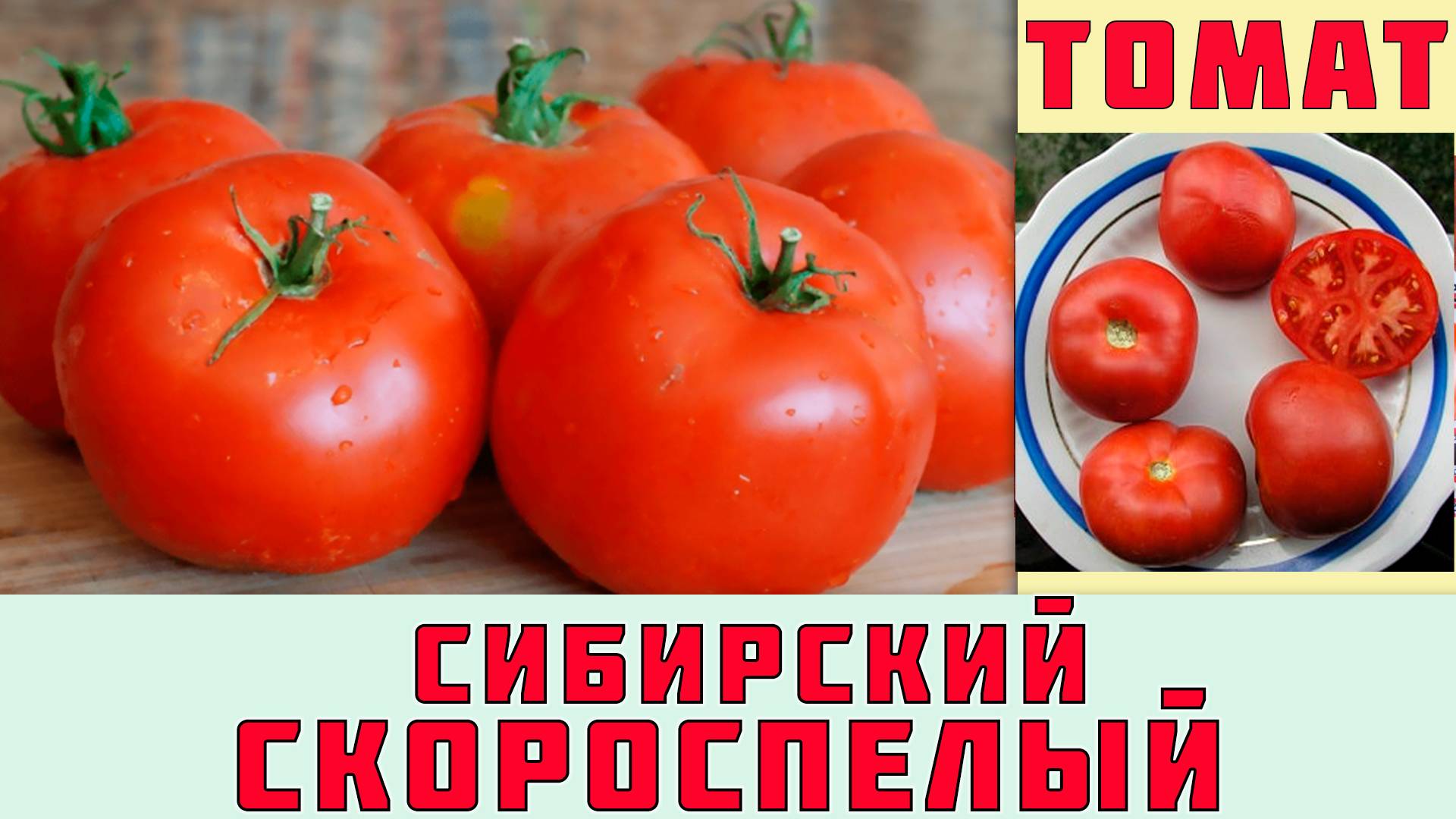 ТОМАТ СИБИРСКИЙ СКОРОСПЕЛЫЙ - ПОПУЛЯРНЫЙ ДОЛГОЖИТЕЛЬ УСТОЙЧИВЫЙ К ХОЛОДНОЙ ПОГОДЕ И ПЕРЕПАДАМ