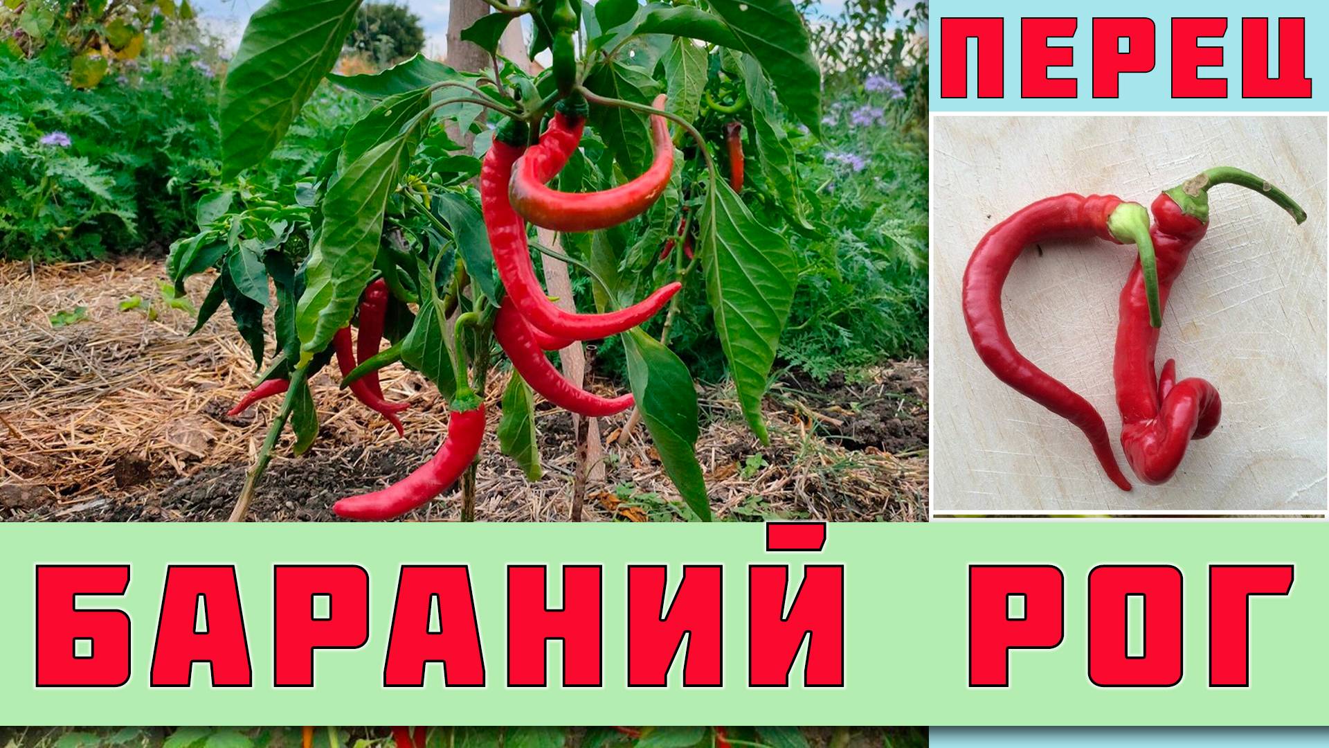 БАРАНИЙ РОГ - ОСТРЫЙ ПЕРЕЦ СРЕДНЕПОЗДНИЙ УРОЖАЙНЫЙ УНИВЕРСАЛЬНЫЙ  СОРТ С ХОРОШИМ ИММУНИТЕТОМ