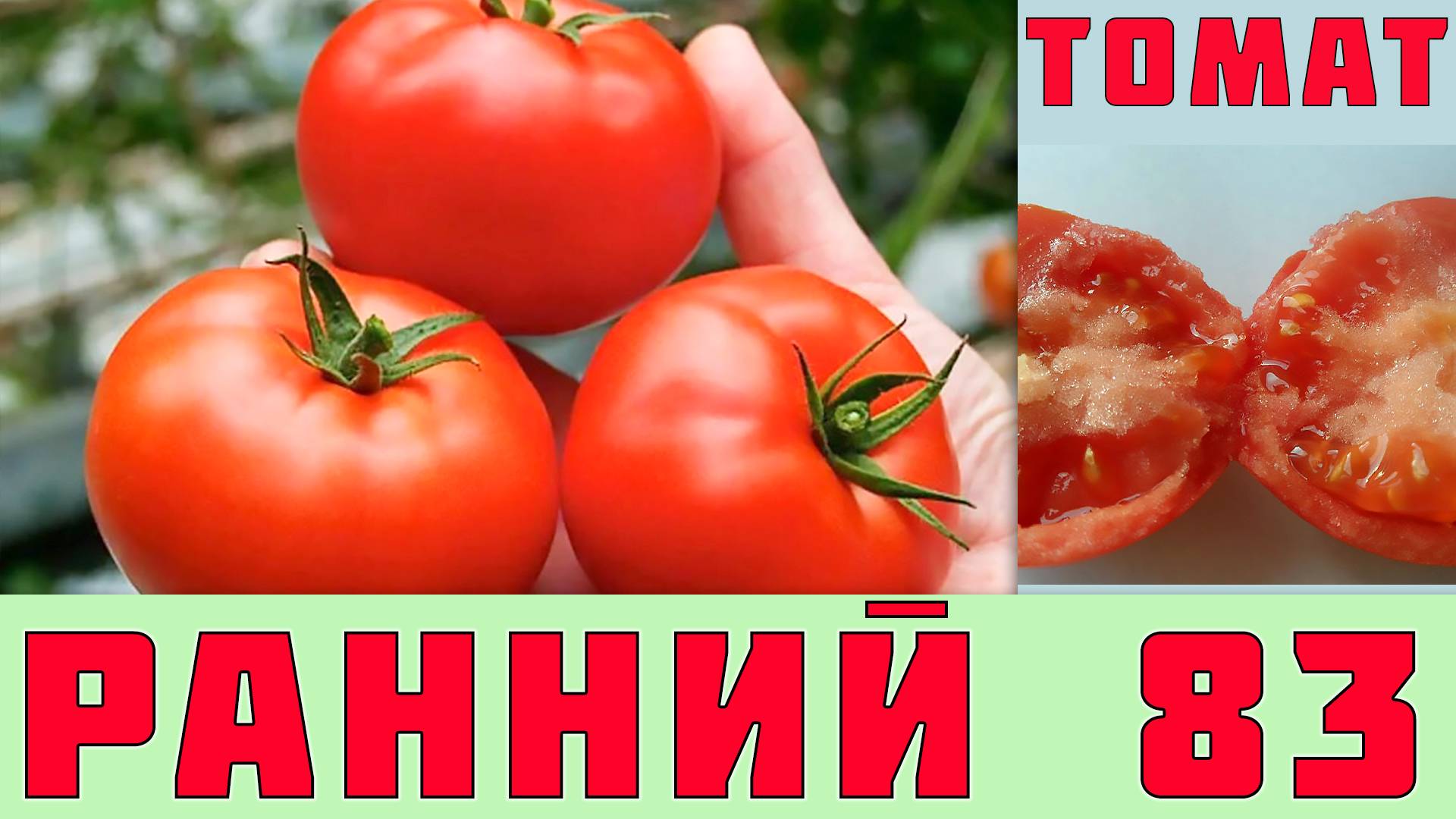 ТОМАТ РАННИЙ 83 - РАННЕСПЕЛЫЙ, НИЗКОРОСЛЫЙ, УСТОЙЧИВЫЙ К ПОВЫШЕННЫМ ТЕМПЕРАТУРАМ СОРТ ПОМИДОРОВ