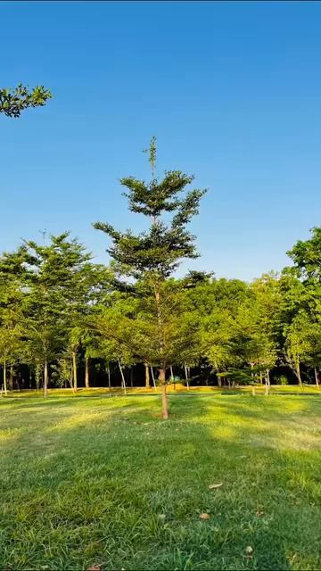 Аҳмад Зоҳир 692168586518209