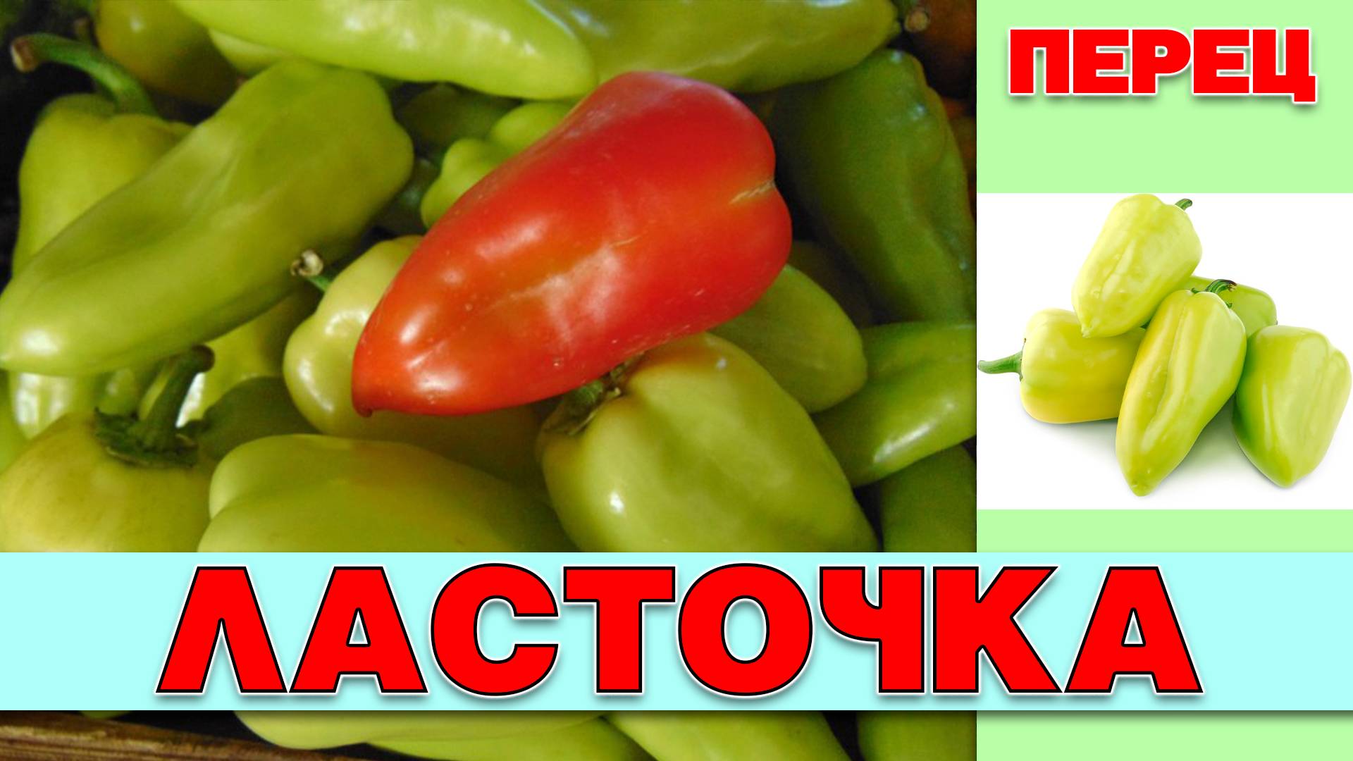 ПЕРЕЦ ЛАСТОЧКА - РАННИЙ РАЙОНИРОВАННЫЙ ВО ВСЕХ РЕГИОНАХ ВКЛЮЧЕННЫЙ В ГОСРЕЕСТР ОДНИМ ИЗ ПЕРВЫХ СОРТ