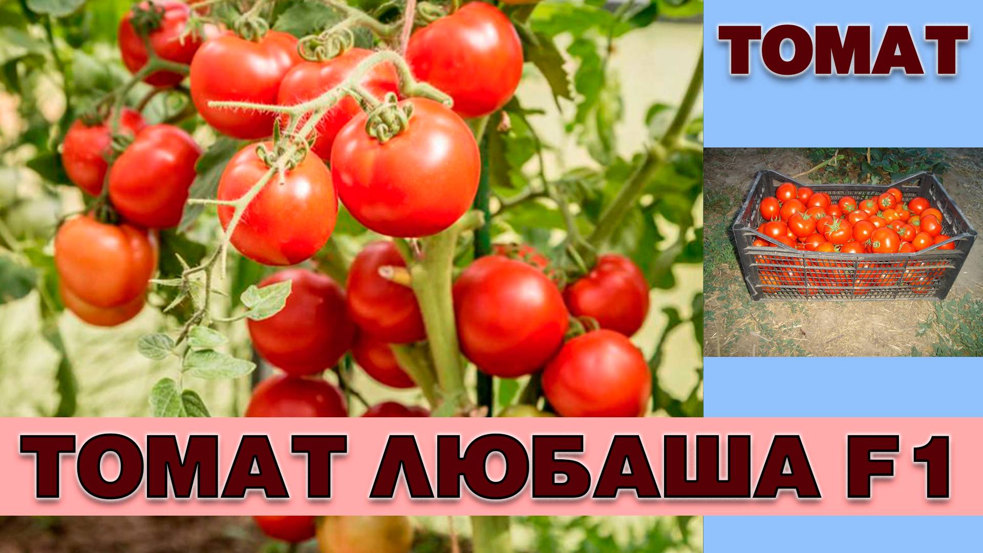 ТОМАТ ЛЮБАША F1 - РАННИЙ УРОЖАЙНЫЙ НЕПРИХОТЛИВЫЙ УСТОЙЧИВЫЙ К БОЛЕЗНЯМ И КАПРИЗАМ ПРИРОДЫ ГИБРИД