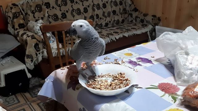 Попугай жако Ники капошилка.mp4