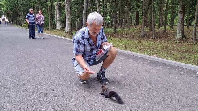 Белки ручные в  санатории Тихоокеанский_ август 2024, Владивосток