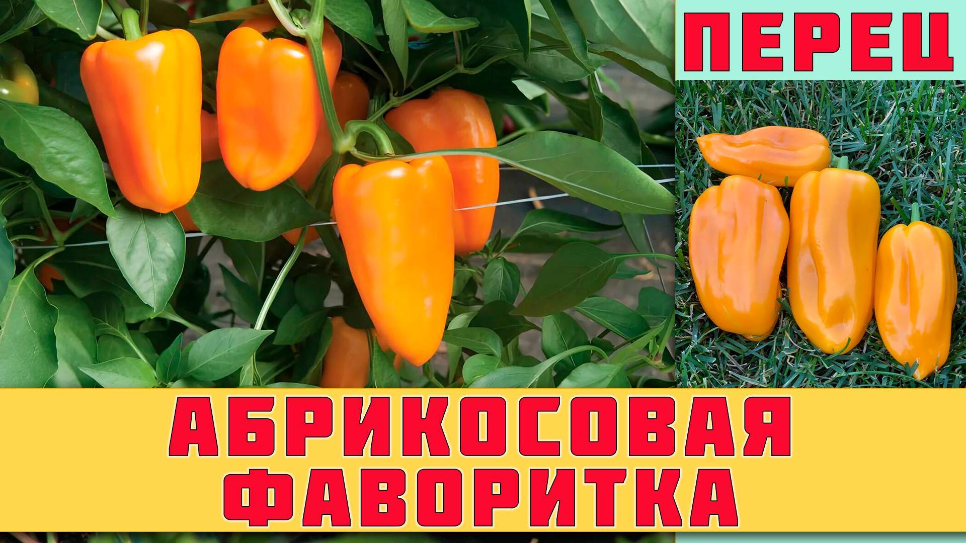 ПЕРЕЦ АБРИКОСОВАЯ ФАВОРИТКА - РАННЕСПЕЛЫЙ СЛАДКИЙ ПЕРЕЦ С ЯРКОЙ ОКРАСКОЙ (ИДЕАЛЕН ДЛЯ САЛАТОВ)