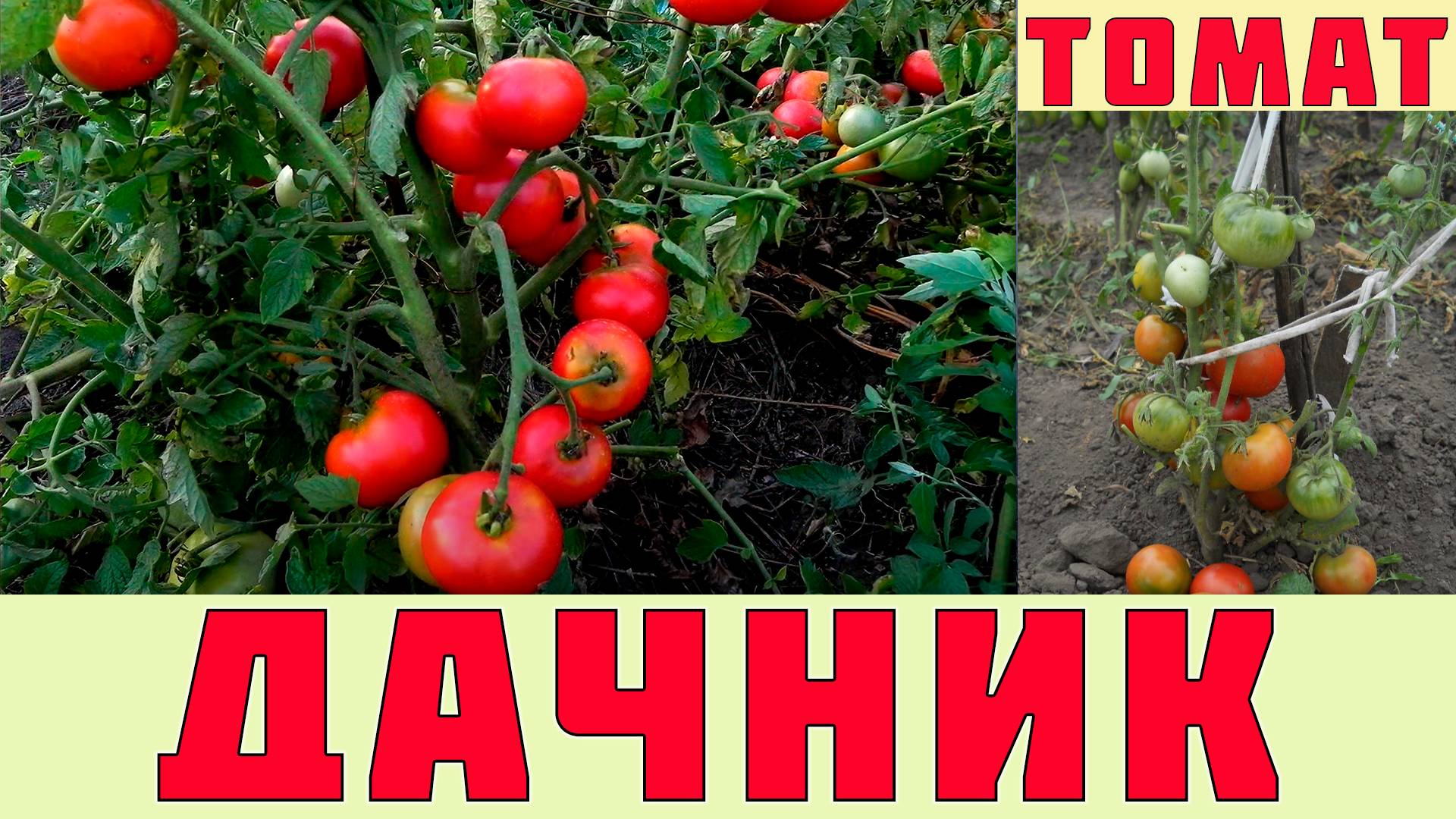 ТОМАТ ДАЧНИК - РАННИЙ НИЗКОРОСЛЫЙ УРОЖАЙНЫЙ И НЕПРИХОТЛИВЫЙ СОРТ ТОМАТА. ДАЧНИК ПОПУЛЯРНЫЙ СОРТ