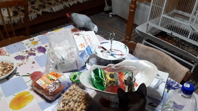 Попугай жако Ники.mp4