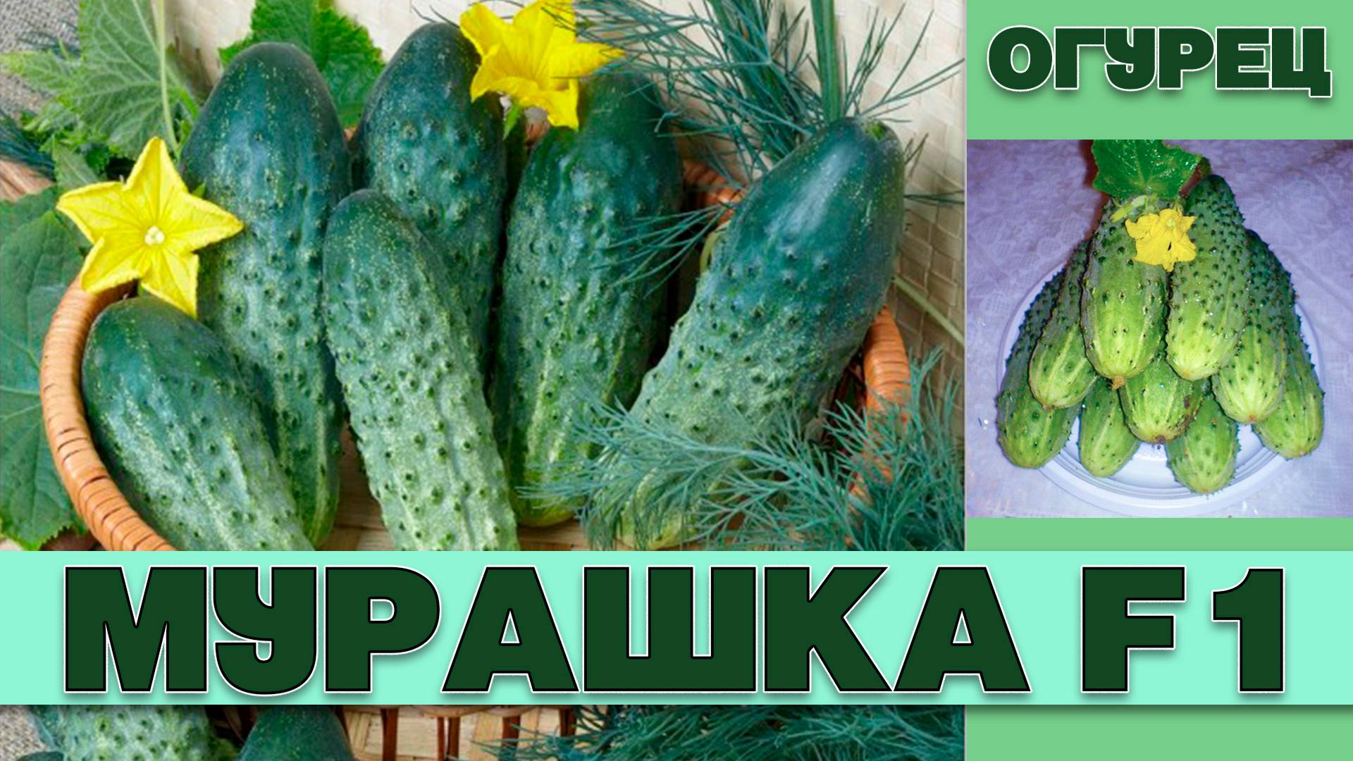 ОГУРЕЦ МУРАШКА F1 - РАННЕСПЕЛЫЙ САМООПЫЛЯЕМЫЙ ГИБРИД