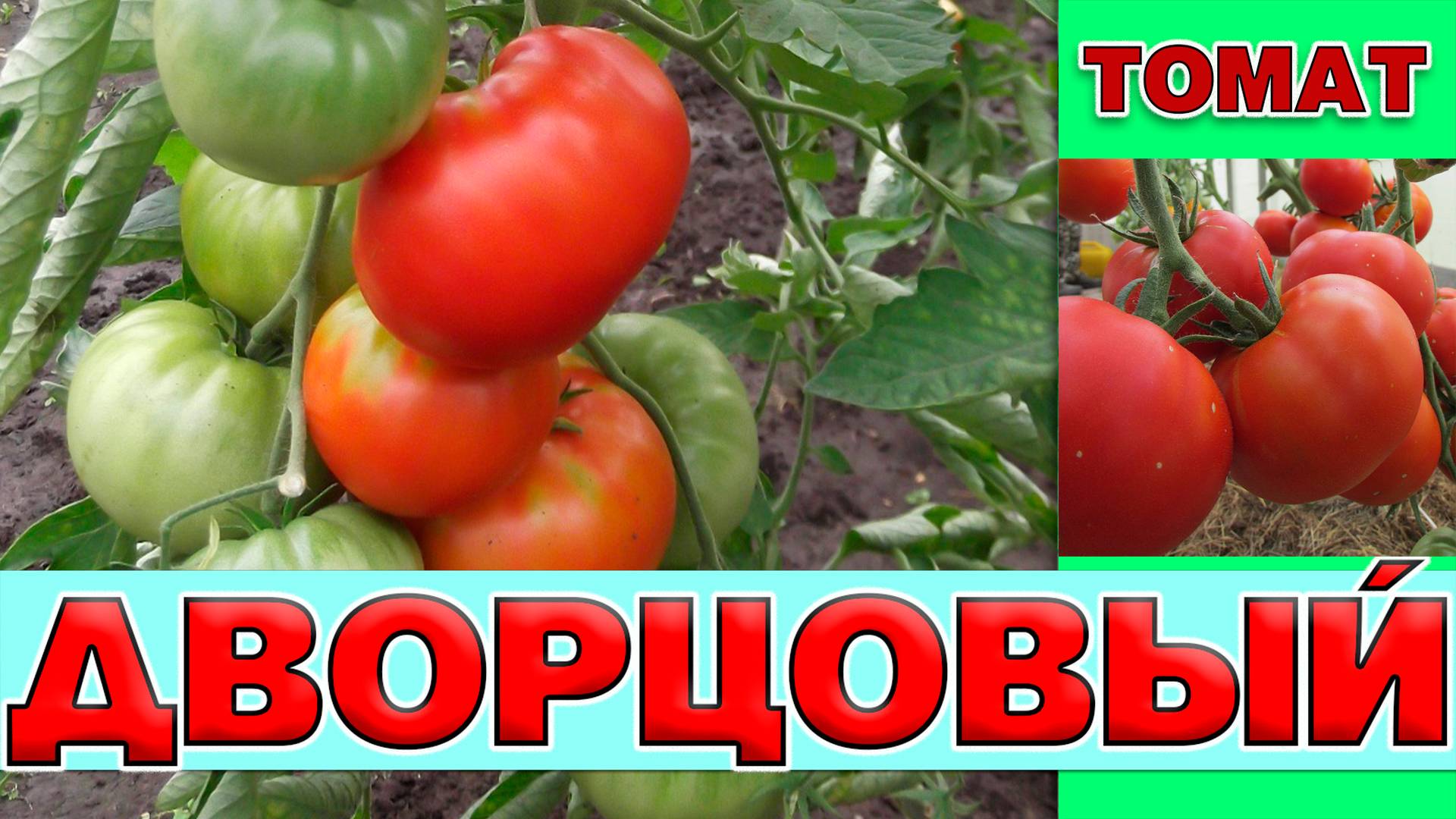 ТОМАТ ДВОРЦОВЫЙ - РАННИЙ КРУПНОПЛОДНЫЙ ВКУСНЫЙ МЯСИСТЫЙ СОРТ НО ТРЕБУЮЩИЙ ОСОБЫЙ УХОД