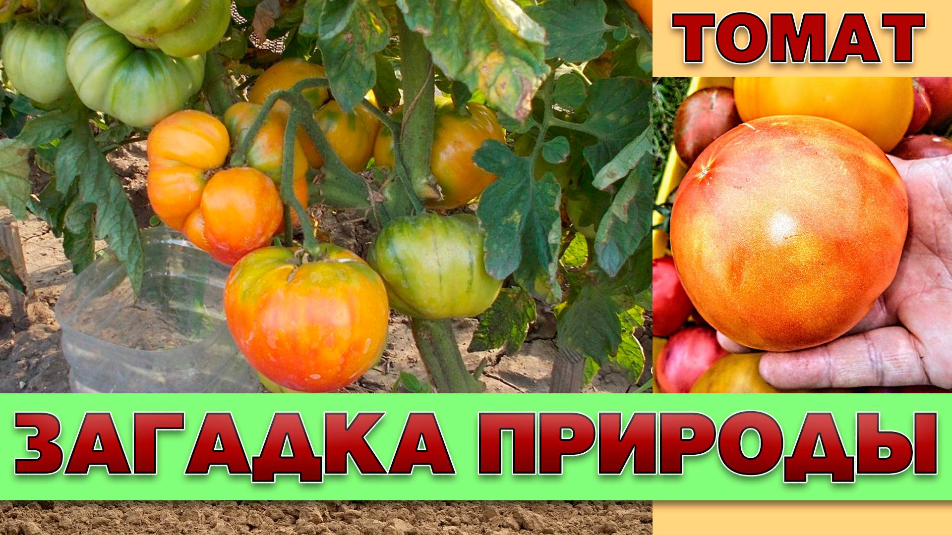 ТОМАТ ЗАГАДКА ПРИРОДЫ - СРЕДНЕРАННИЙ КРУПНОПЛОДНЫЙ С НЕОБЫЧНОЙ ОКРАСКОЙ ПЛОДОВ СОРТ