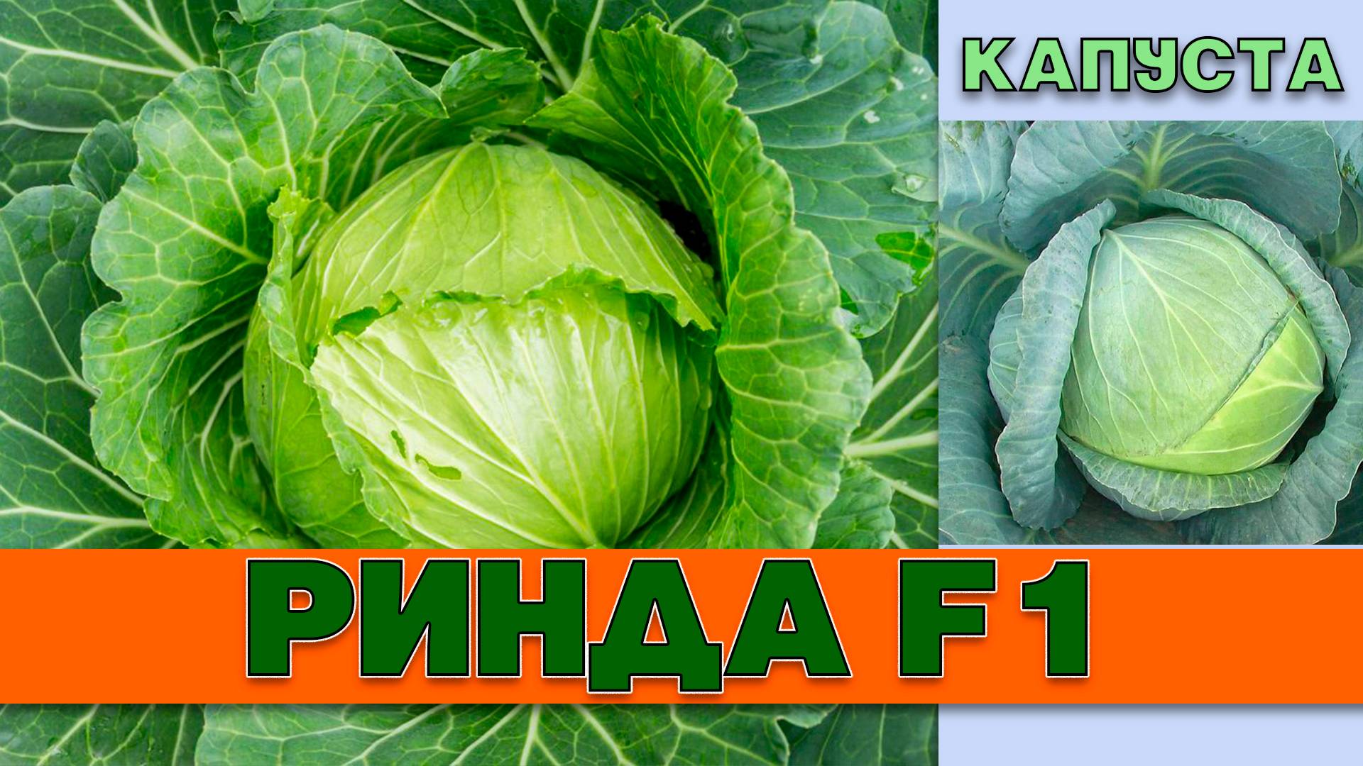 КАПУСТА РИНДА F1 - СРЕДНЕСПЕЛЫЙ ГОЛЛАНСКИЙ ГИБРИД С ДРУЖНЫМ СОЗРЕВАНИЕМ. В РОССИИ С 1993 ГОДА