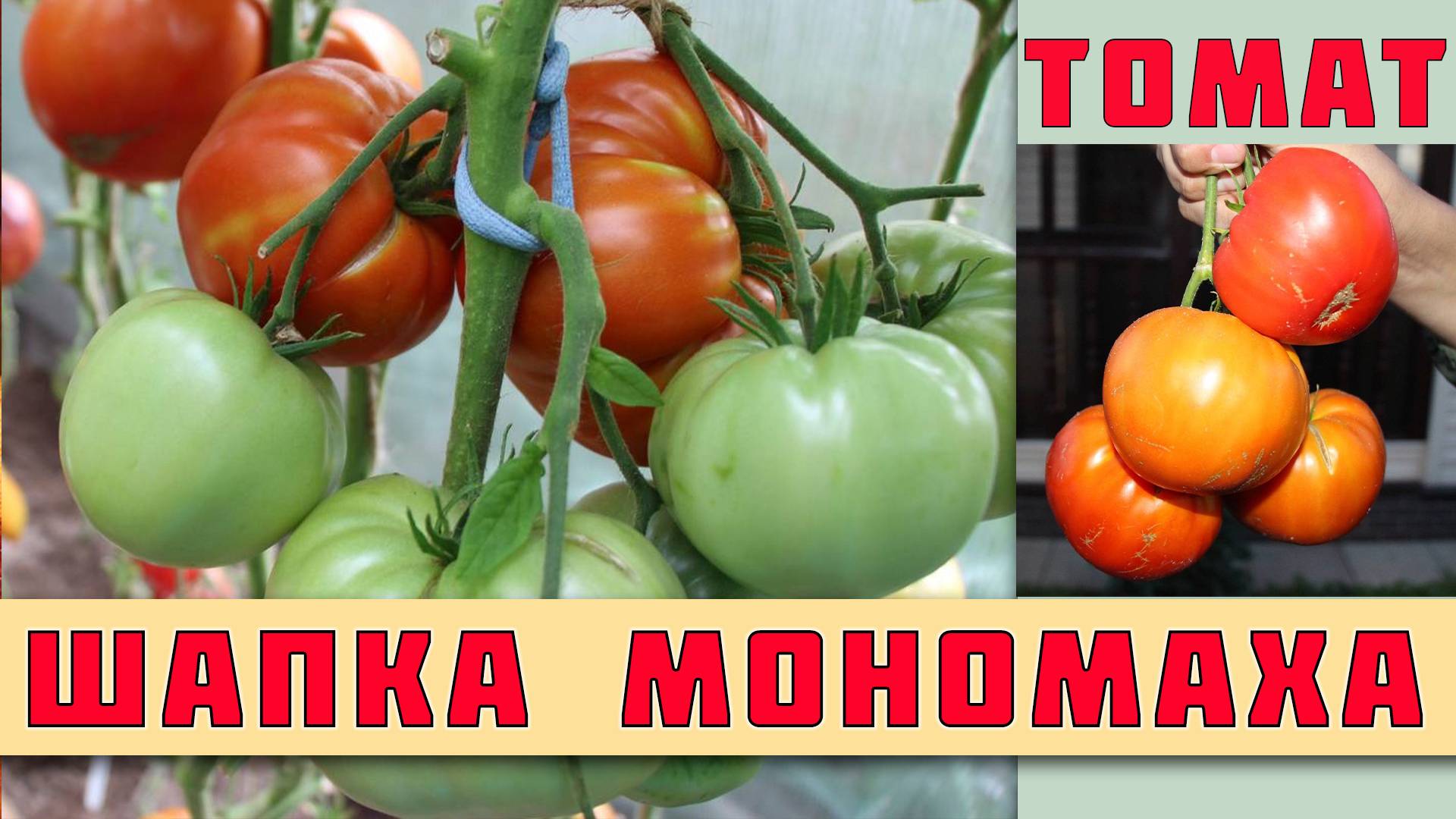 ТОМАТ ШАПКА МОНОМАХА - КРУПНОПЛОДНЫЙ СОРТ УСТОЙЧИВЫЙ К ПОГОДНЫМ УСЛОВИЯМ И С ОТЛИЧНЫМ ИММУНИТЕТОМ