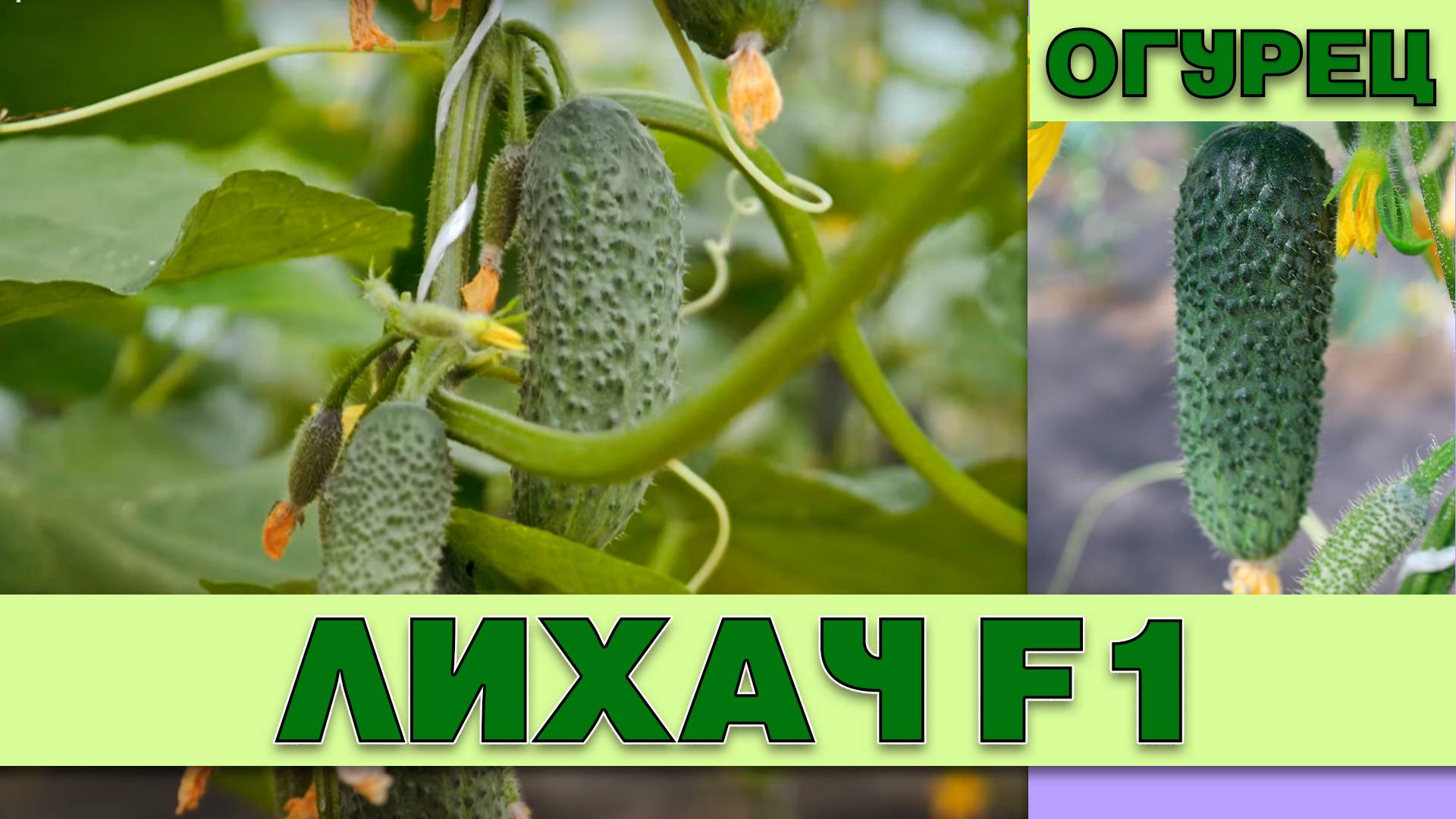 ОГУРЕЦ ЛИХАЧ F1 - НОВЫЙ ТЕПЛИЧНЫЙ СРЕДНЕСПЕЛЫЙ ПУЧКОВЫЙ ПАРТЕНОКАРПИЧЕСКИЙ ГИБРИД