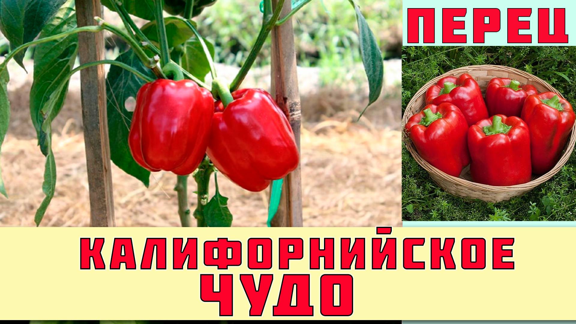 КАЛИФОРНИЙСКОЕ ЧУДО - ПОПУЛЯРНЫЙ НЕПРИХОТЛИВЫЙ СЛАДКИЙ ПЕРЕЦ  АМЕРИКАНСКОЙ СЕЛЕКЦИИ