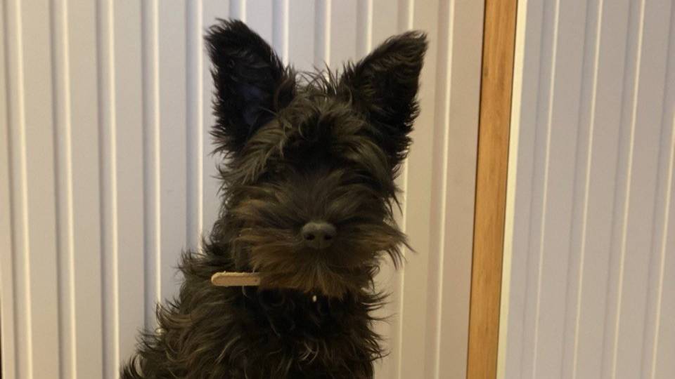 Соня и Пушкин. Софья Федотова