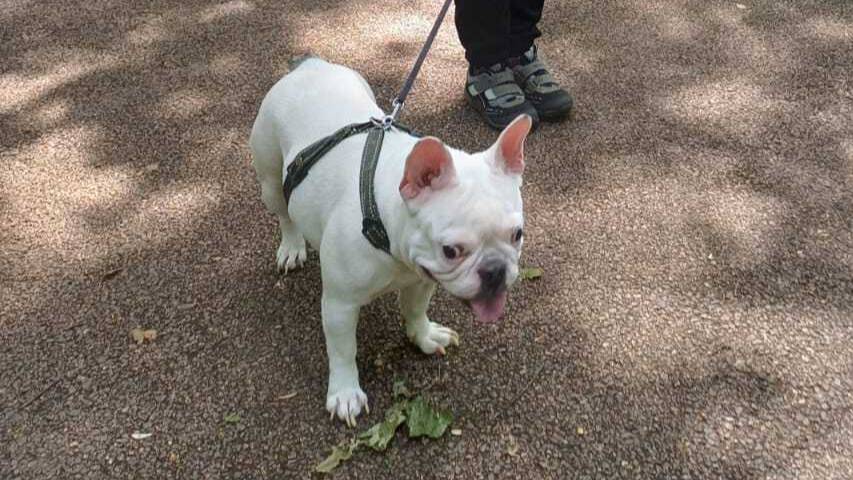 Моя собака. Лука Феоктистов