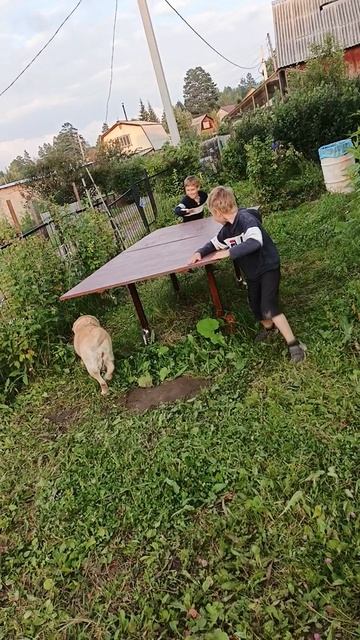 дети Лабрадор. старая, но по прежнему игривая.