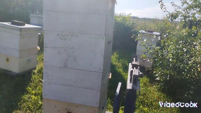 Миг на пасеке. Медосбор подходит к концу. 31.07.2025 г.