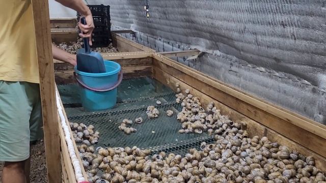 Подготовка улитки к камере хранения!