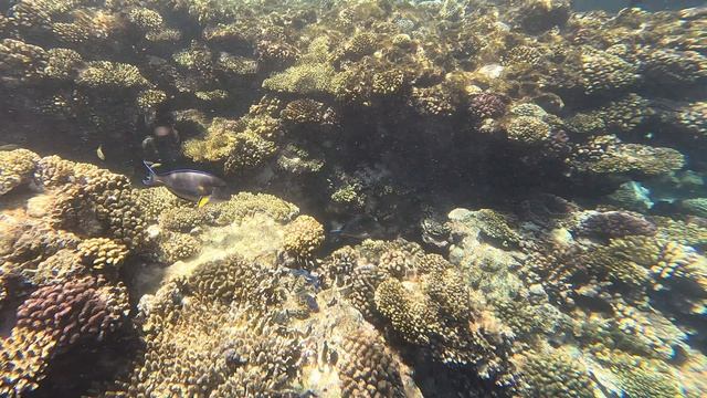 Egypt Sharm El Sheikh Rixos