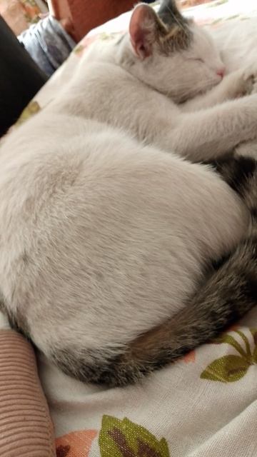 Уличная гостья ))🤗