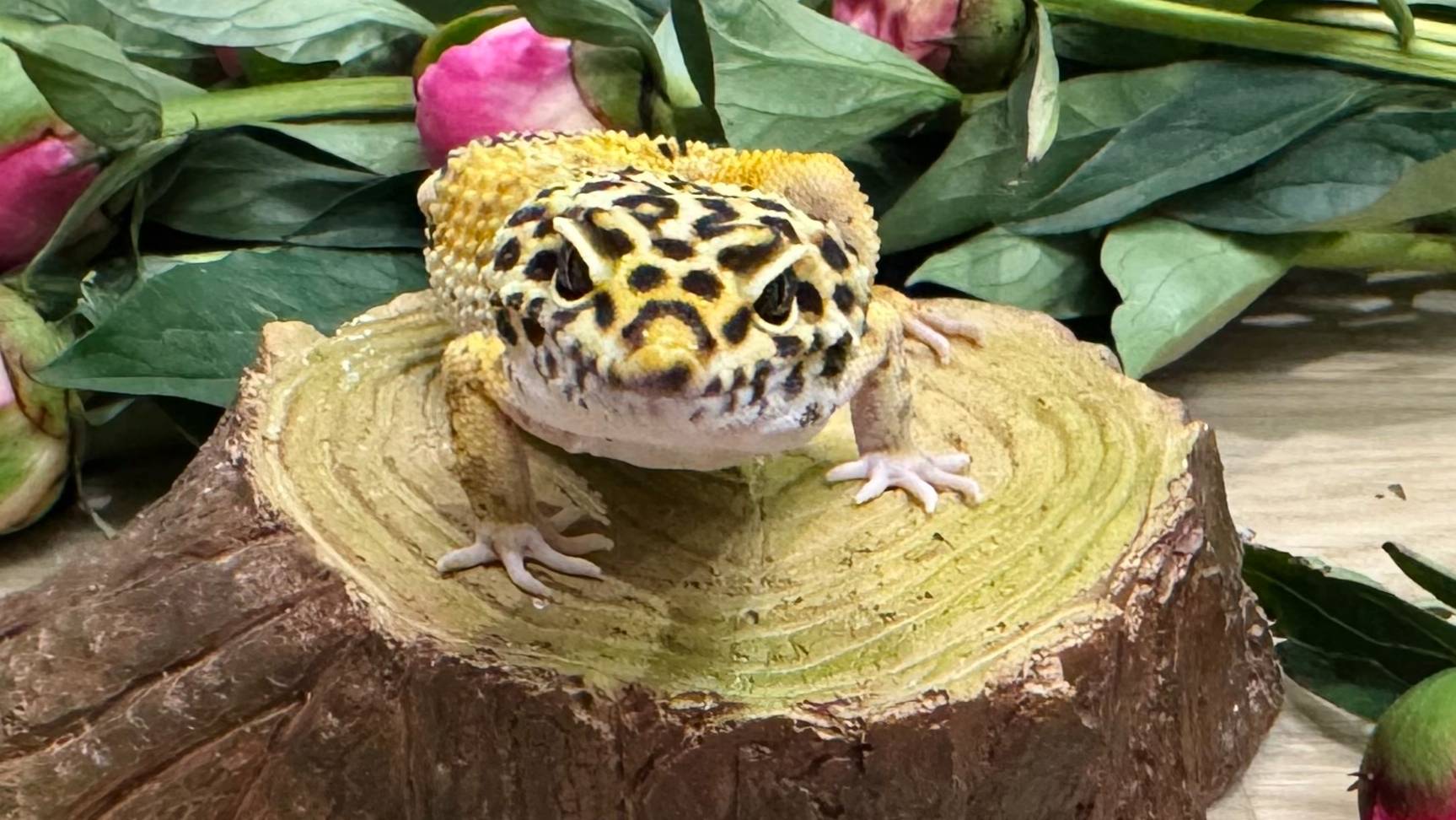 Мой музыкальный друг. Анастасия Демская