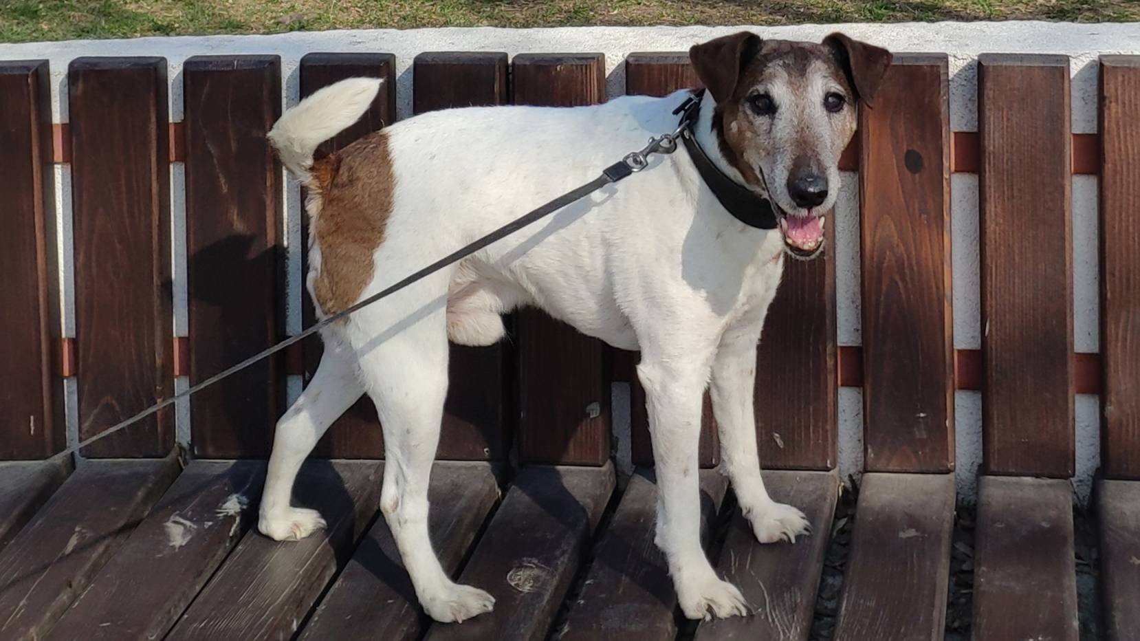 Пёс Оджик - тернистый путь к любви и дружбе! Василисса Фирсова