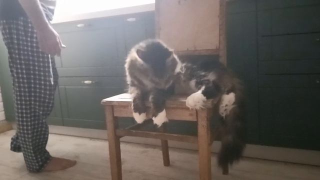 мейн-кун Лоря