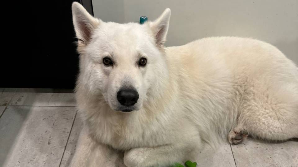 Собаки - топ! Валерия Артышук