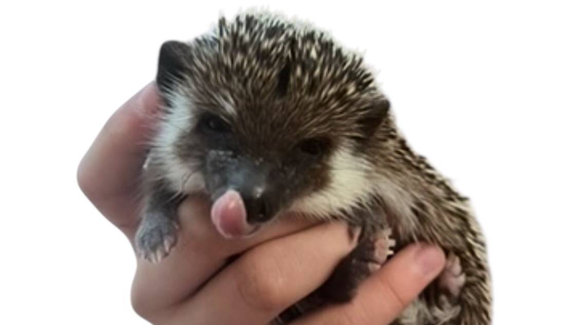 Моя Ежевичка. Софья Гилевская