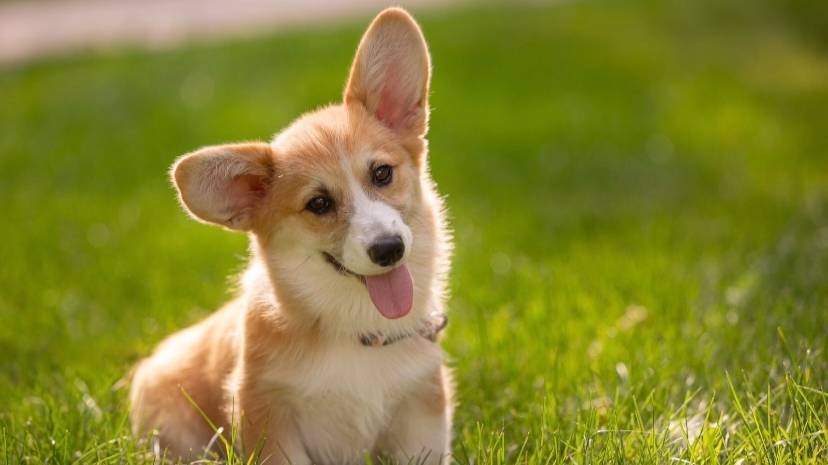 Мои три питомца. Анастасия Казарцева