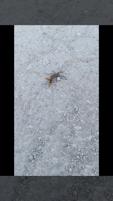 Оса-наездник против тарантула