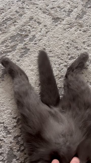 хвостик тик так, балдеем
#котики #🐈⬛ мята #котэ
#смешноевидео