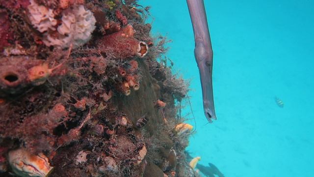 фам жетти 2025