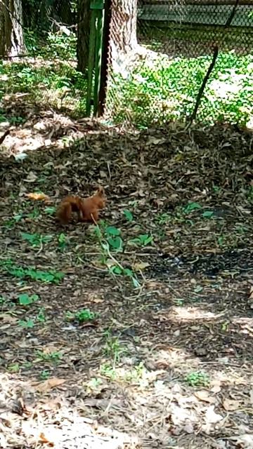 Милая белочка)