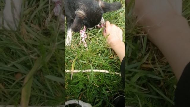 VID_20250803_132459.mp4